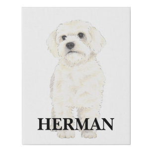 Bichon, Bolognese, Coton, Havanese, Maltese Faux Canvas Print
