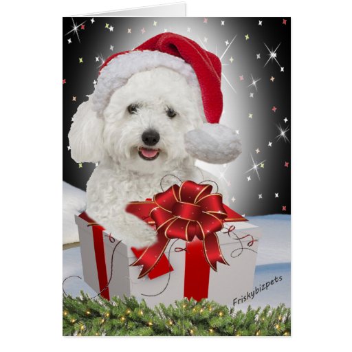 Bichon Christmas Cards | Zazzle