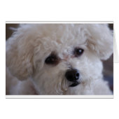 Bichon close up (Front Horizontal)