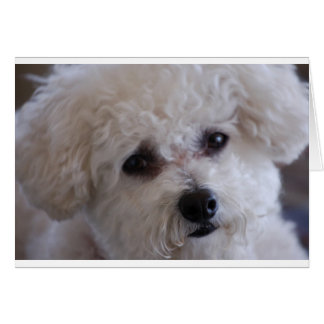 Bichon close up cards