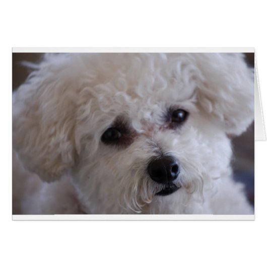 Bichon close up cards (Front Horizontal)