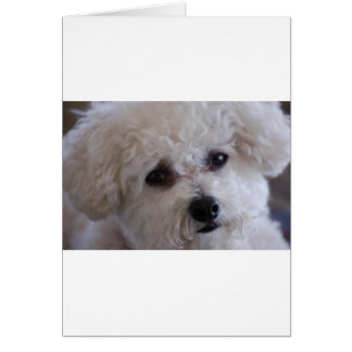 Bichon close up cards
