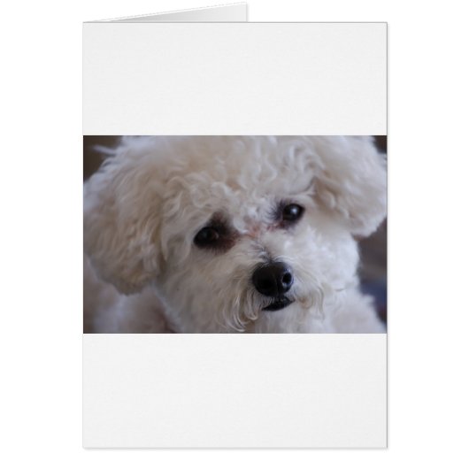 Bichon close up cards (Front)