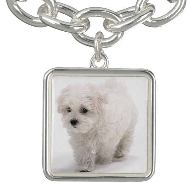 bichon-frise-5 bracelet (Design)
