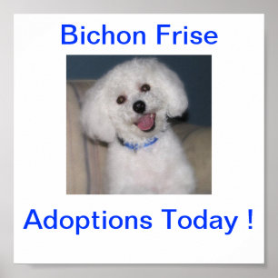 Bichon Frise Adoption Today Sign