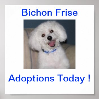 Bichon Frise Adoption Today Sign by walkandbark at Zazzle