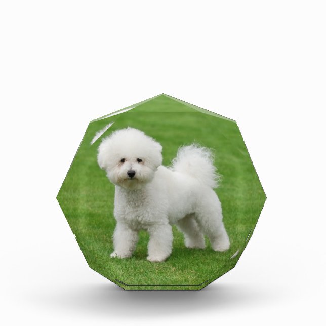 Bichon Frise Award (Front)