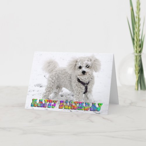 Bichon Frise birthday card