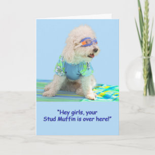 Bichon Frise Birthday Card