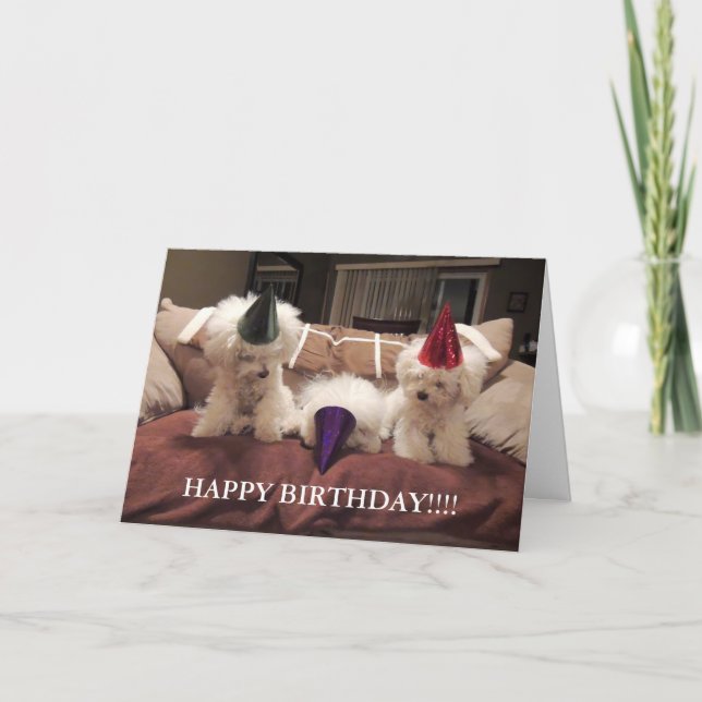 Bichon Frise Birthday Card!! Card (Front)