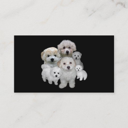 Customizable Bichon Frise Breeder Business Card