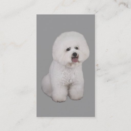 Customizable Bichon Frise Breeder Business Card