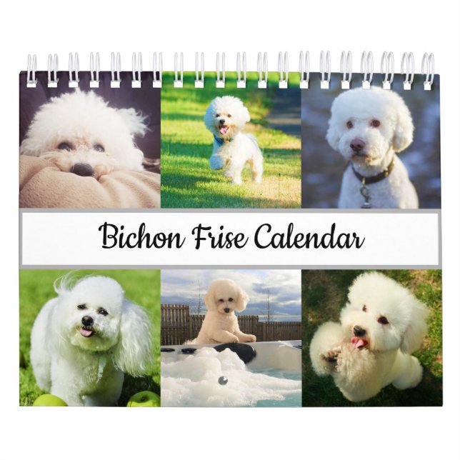 Bichon Frise Calendar