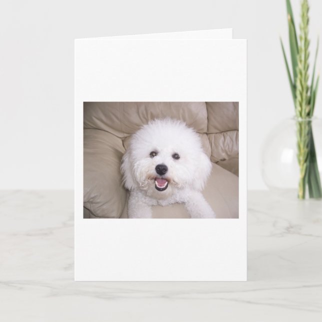 Bichon Frise Card (Front)