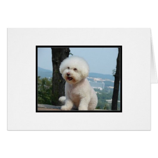 Bichon Frise Cards (Front Horizontal)
