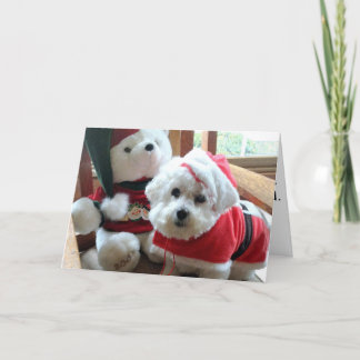Bichon Frise celebrating in style! Holiday Card