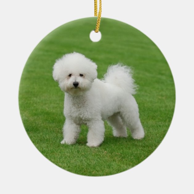 Het Beeldverhaalkarakter Bichon Frise Hond Met Grote Beenderen Vector Het Beeldverhaalkarakter Bichon Frise Hond Met Grote Beenderen Vector