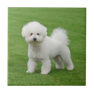 Bichon Frise Ceramic Tile