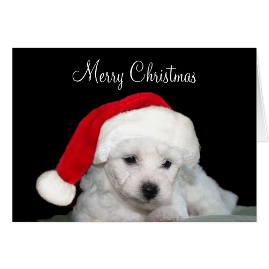 Bichon Frise Christmas Card
