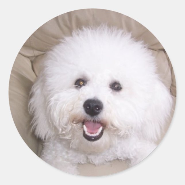 Bichon Frise Classic Round Sticker (Front)