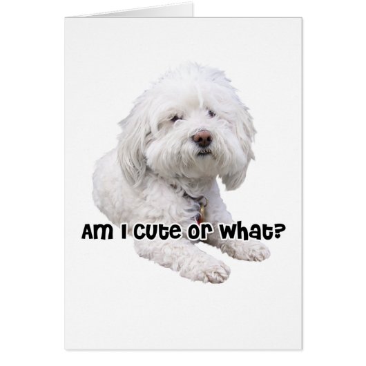 Bichon Frise Dog Cards (Front)