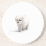 Bichon Frise Dog Coaster