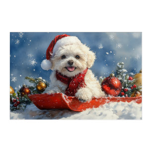 Bichon Frise Dog in Sledge Let it Snow Christmas Acrylic Print