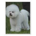 Bichon Frise Dog Temporary Tattoos