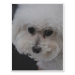 Bichon Frise Dog Temporary Tattoos