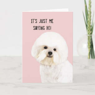 Bichon Frise Illustrated Greeting Card