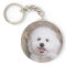 Bichon Frise