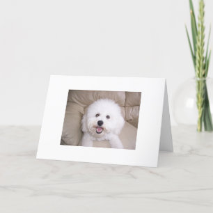 Bichon Frise Letterpress Thank You Card