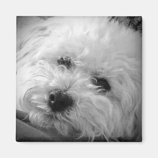 Bichon Frise Maltipoo Magnet (Front)