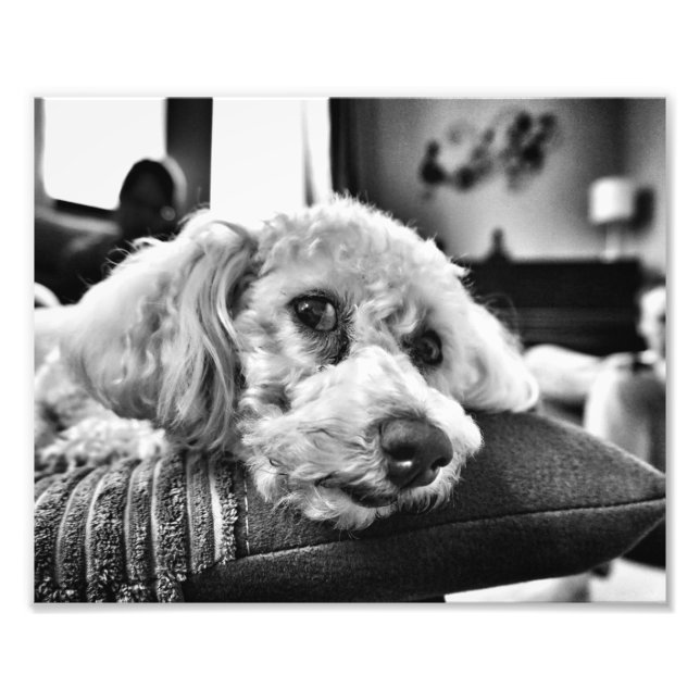 Bichon frise on sofa photo print (Front)