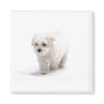 Bichon Frise Photo Magnet