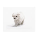 Bichon Frise Photo Postcard