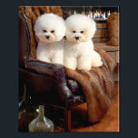 Bichon Frise Photo Print<br><div class="desc">Bichon Frise</div>
