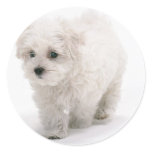Bichon Frise Photo Stickers
