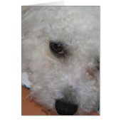 Bichon Frisé.png (Front)