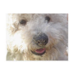 Bichon Frise Postcard