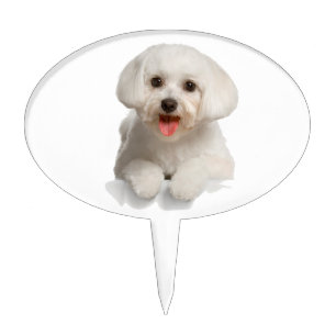 Bichon Frise Puppy Cake Topper