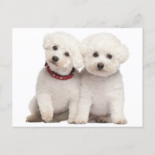 Bichon Frise Puppy Dog Blank Post Card