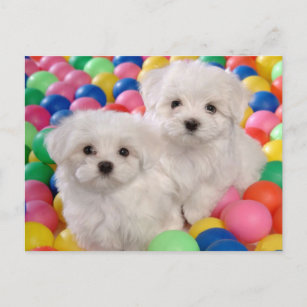 Bichon Frise Puppy Dog Blank Post Card