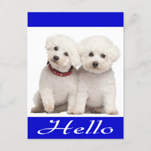 Bichon Frise Puppy Dog Hello Greeting Post Card