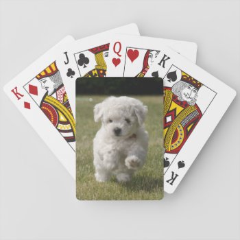 Bichon Frise Puppy Dog Playing Cards by walkandbark at Zazzle