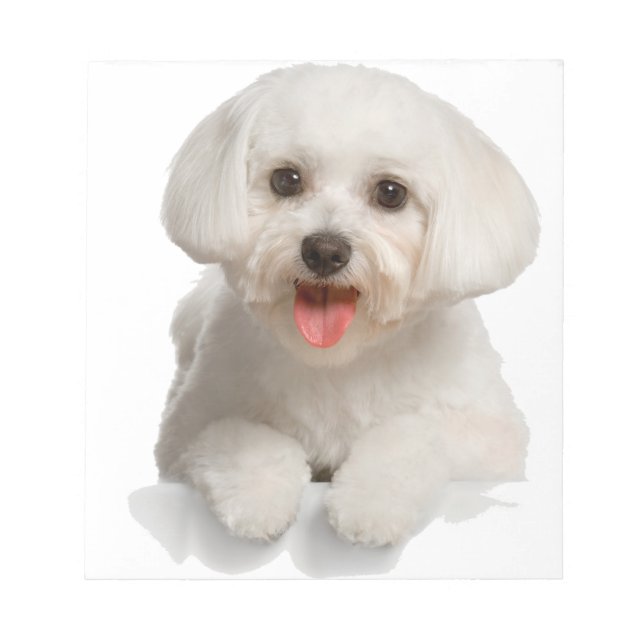 Bichon Frise Puppy Notepad (Front)