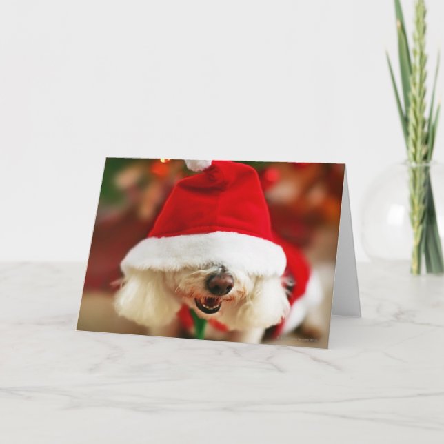 Bichon Frise puppy wearing Santa costume Holiday Card (Front)