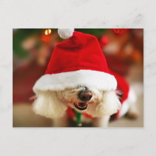 Bichon Frise puppy wearing Santa costume Holiday Postcard