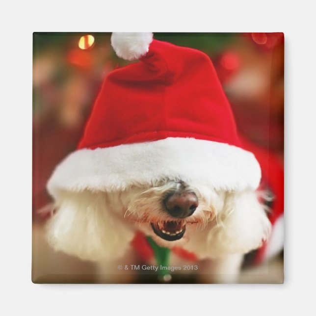 Bichon Frise puppy wearing Santa costume Magnet (Front)
