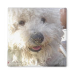 Bichon Frise Square Magnet